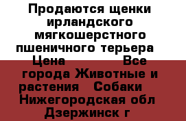 Продаются щенки ирландского мягкошерстного пшеничного терьера › Цена ­ 30 000 - Все города Животные и растения » Собаки   . Нижегородская обл.,Дзержинск г.